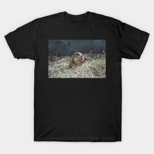 Prairie Dog in Hay T-Shirt